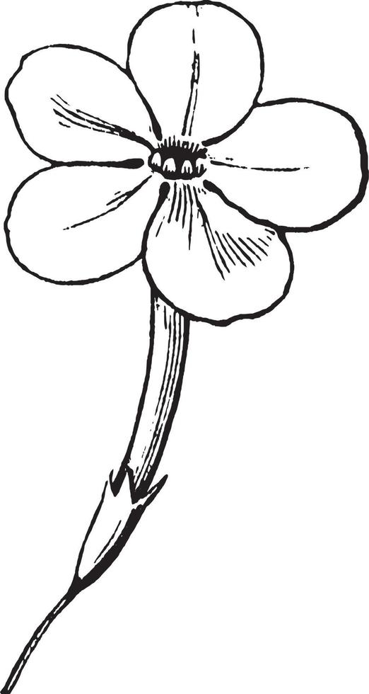 ilustração vintage flor. vetor