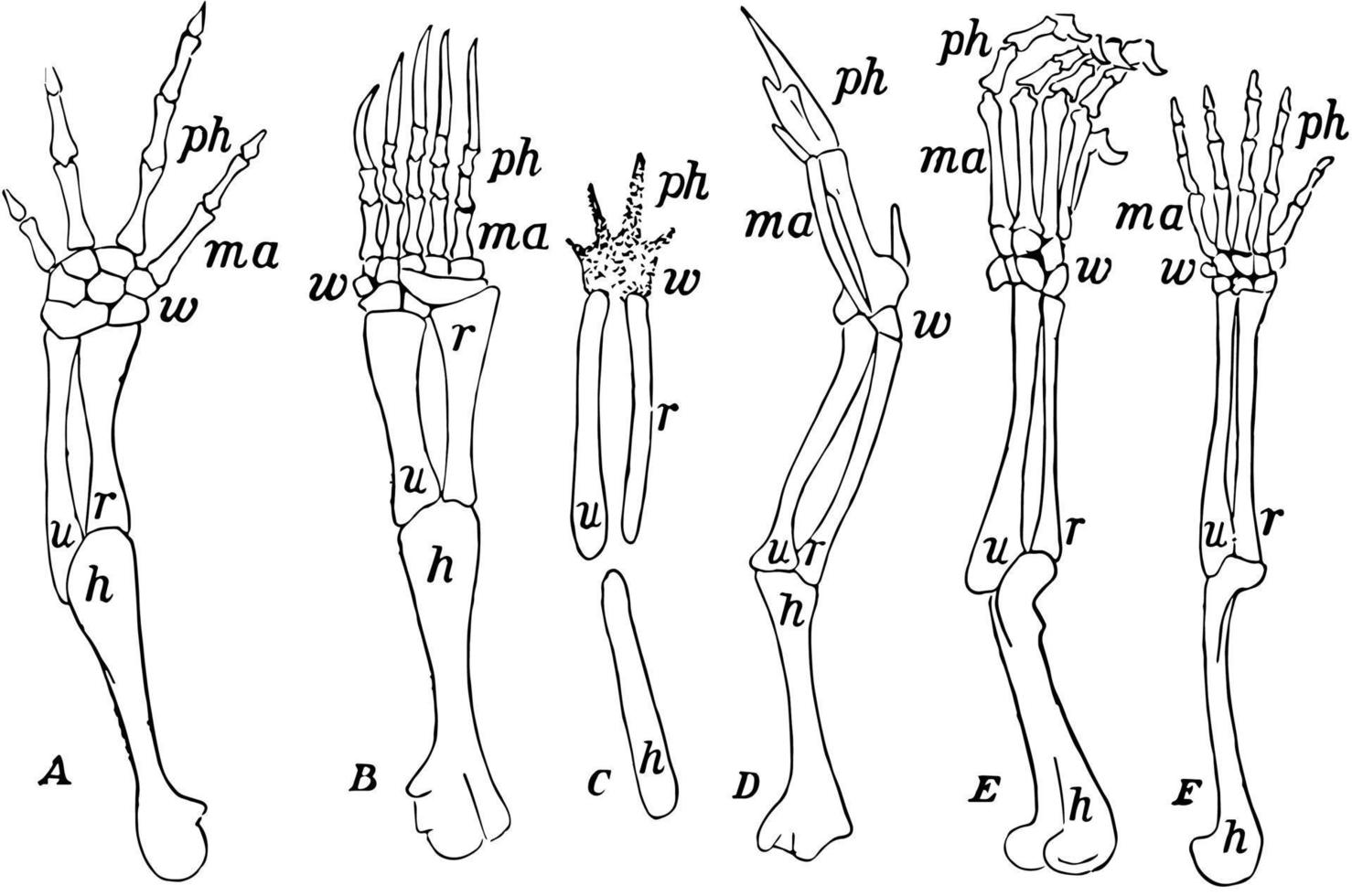 antebraços de vertebrados, ilustração vintage vetor