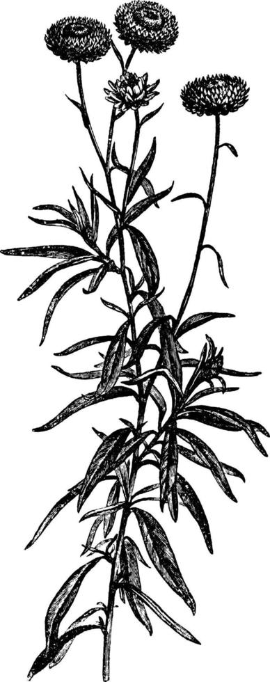 floração, ramo, perenes, helichrysum, bracteatum, asteraceae, norte, áfrica, flor, ilustração vintage de hastes. vetor