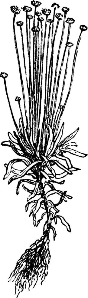 ilustração vintage de pipewort. vetor