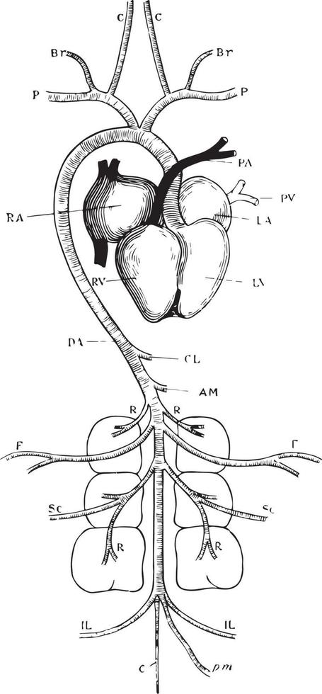 sistema arterial de pombo, ilustração vintage vetor