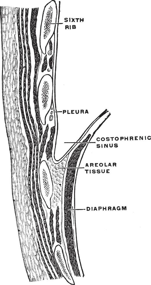 seção da parede do tórax, ilustração vintage vetor