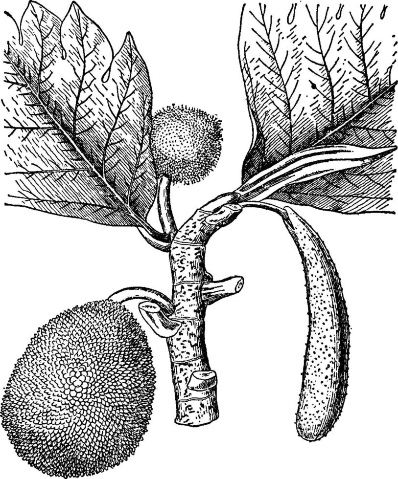 ilustração vintage de árvore de fruta-pão. vetor