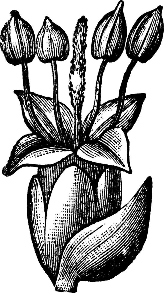 flor de banana e ilustração vintage de brácteas. vetor