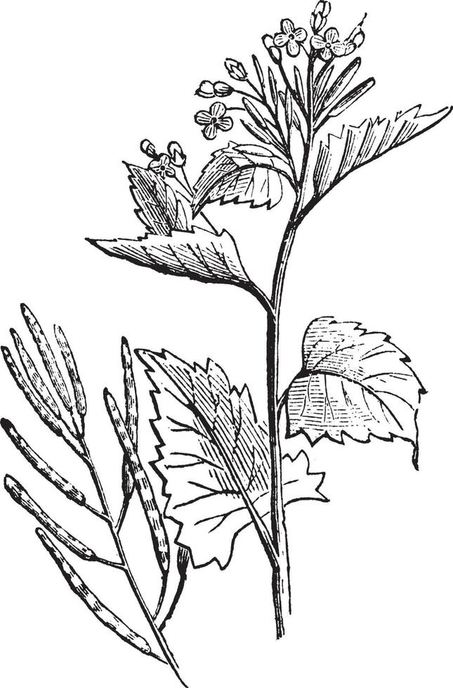 ilustração vintage allaria officinalis. vetor