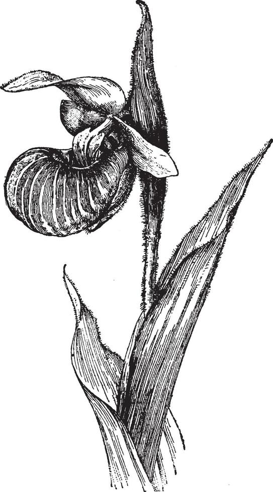 ilustração vintage spectabile cypripedium. vetor