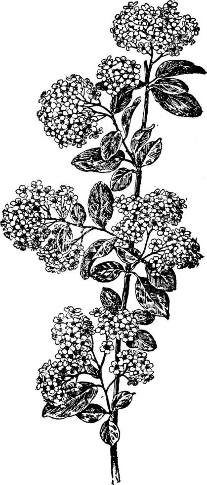 ilustração vintage spiraea henryi. vetor