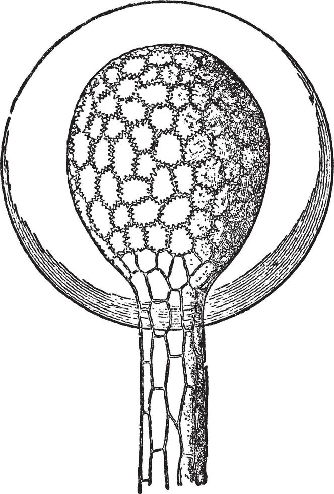 ilustração vintage sundew. vetor