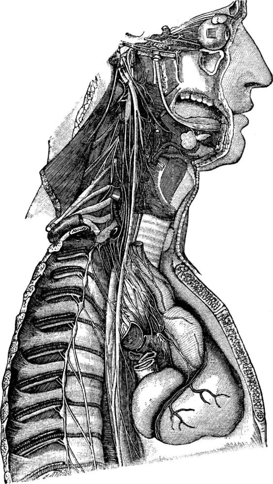 nervo simpático, ilustração vintage. vetor