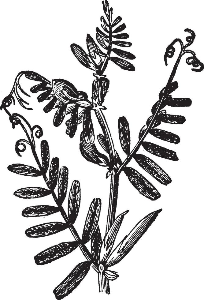 ilustração vintage planta ervilhaca. vetor