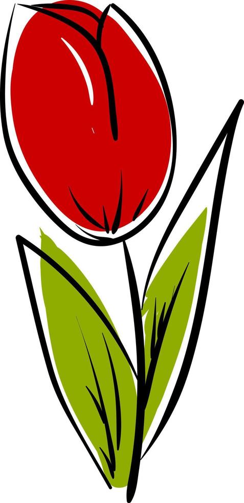 desenho de tulipa, ilustração, vetor em fundo branco.