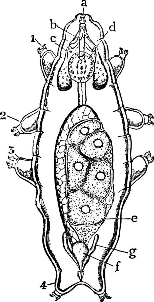 urso d'água ou tardígrados ou leitões de musgo ou urso-animalcule ou macrobiotus schultzei, ilustração vintage. vetor