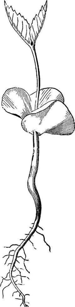ilustração vintage mais velha de germinação de faia. vetor