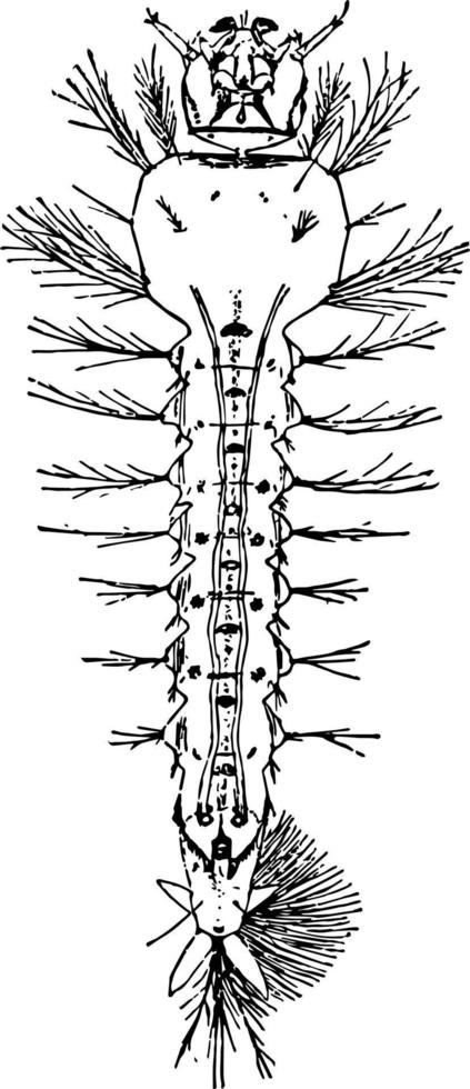 larva de mosquito, ilustração vintage. vetor