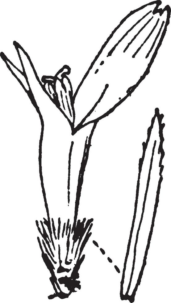ilustração vintage flor. vetor