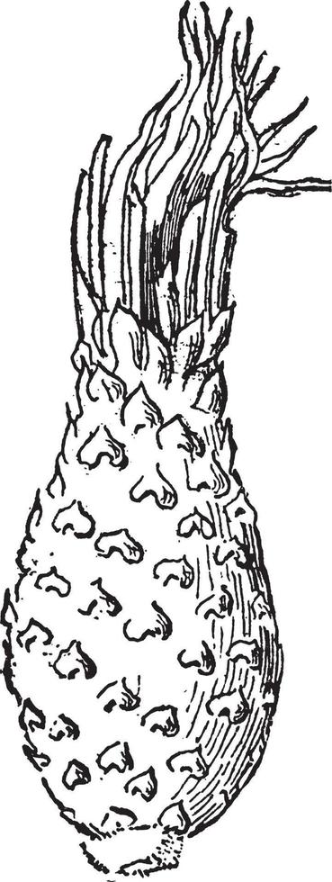 ilustração vintage de frutas echinocactus. vetor