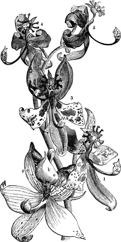 ilustração vintage de orquídea de cisne. vetor