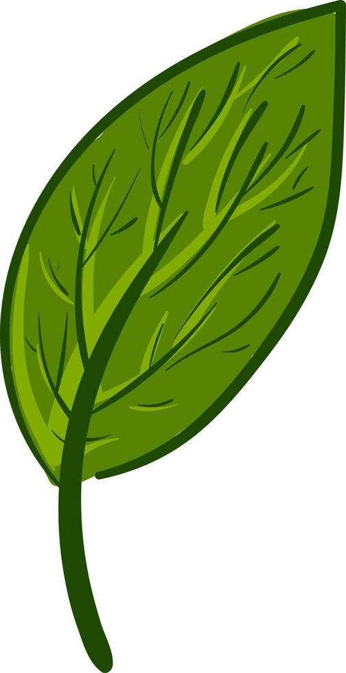 folha verde, ilustração, vetor em fundo branco.