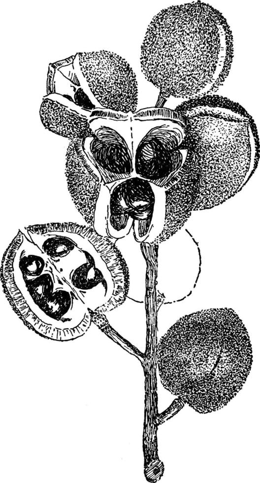 ilustração vintage xanthoceras sorbifolia. vetor