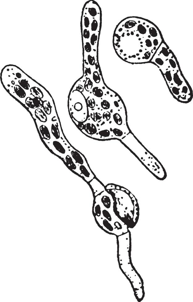 ilustração vintage de bryophyta. vetor