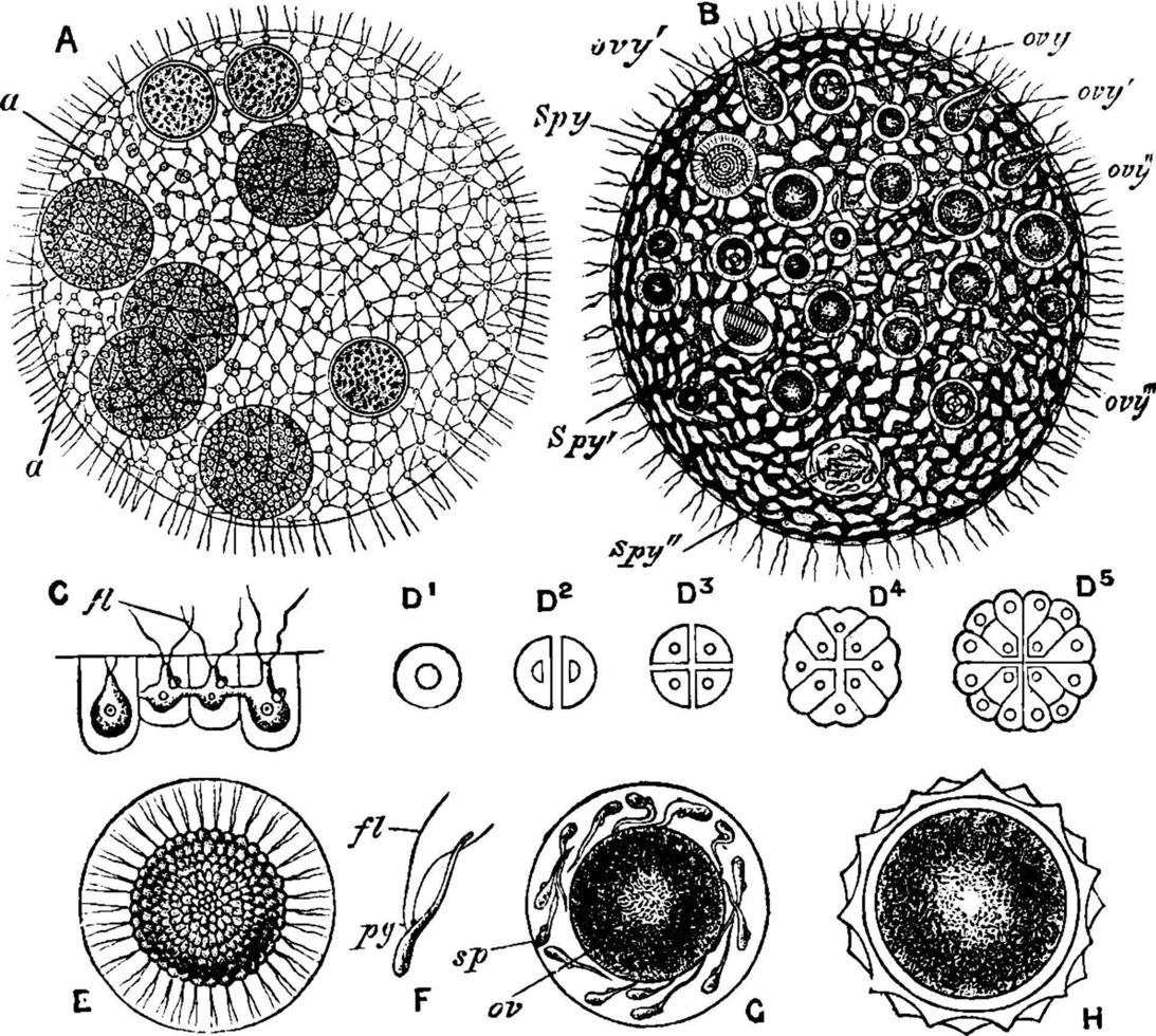 Volvox globator, ilustração vintage. vetor