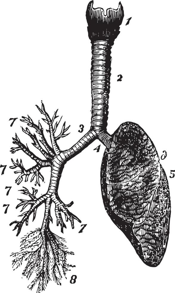 sistema respiratório, ilustração vintage. vetor