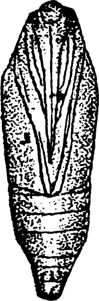 traça de farinha ou ephestia kuhniella, ilustração vintage. vetor