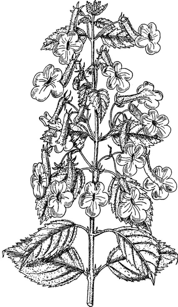 ilustração vintage de achimenes grandiflora. vetor