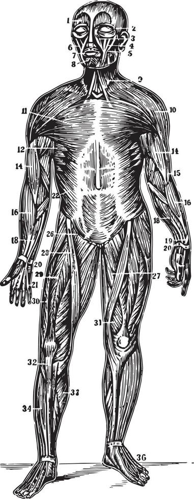 vista frontal dos músculos superficiais do corpo, ilustração vintage. vetor