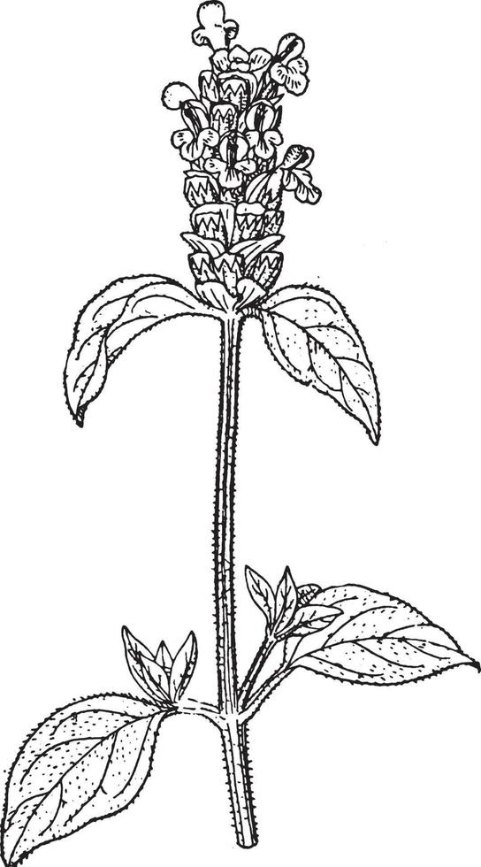 ilustração vintage de prunella. vetor