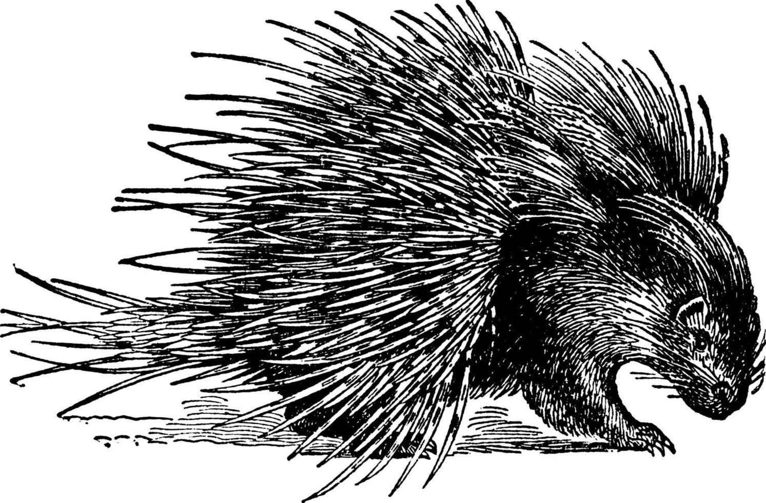 porco-espinho hystrix crystata, ilustração vintage. vetor
