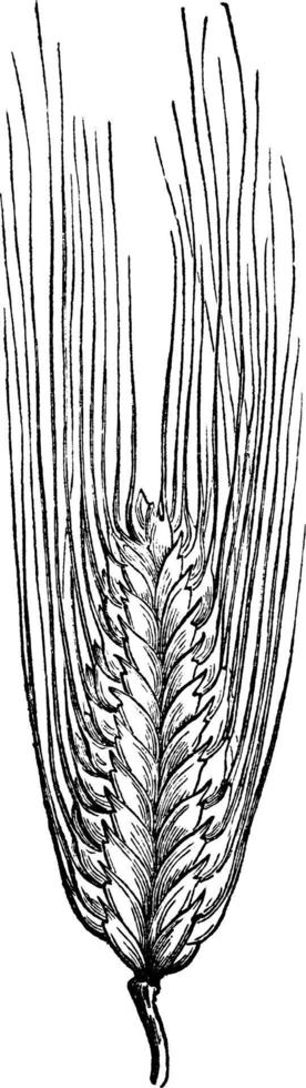 ilustração vintage de trigo. vetor
