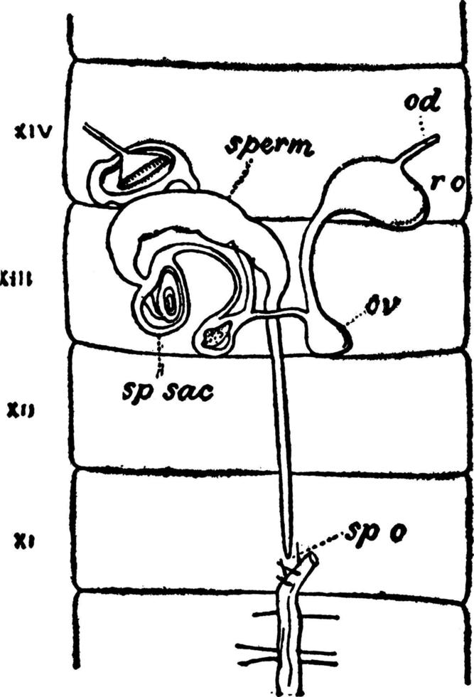 sistema reprodutivo feminino minhoca, ilustração vintage. vetor