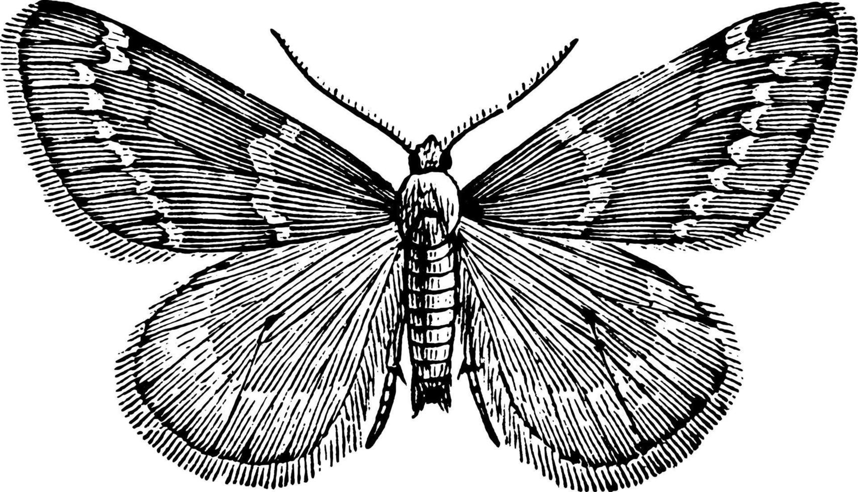 mariposa macho, ilustração vintage. vetor