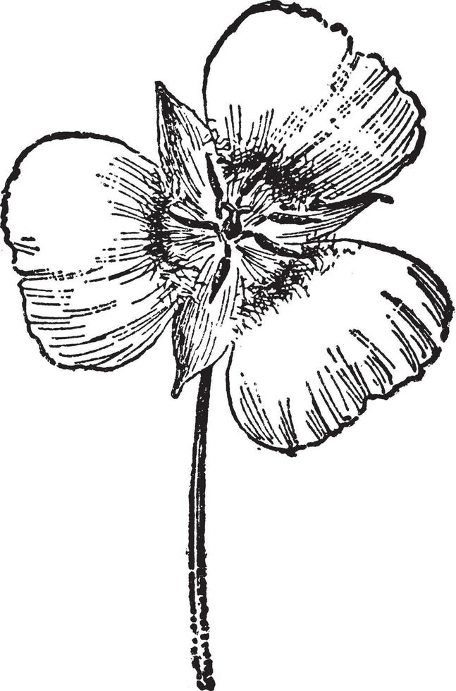 ilustração vintage calochortus gunnisonii. vetor