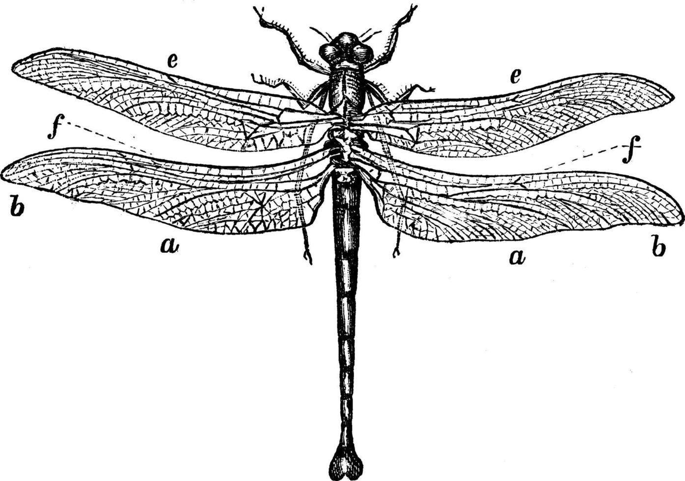 libélula, ilustração vintage. vetor
