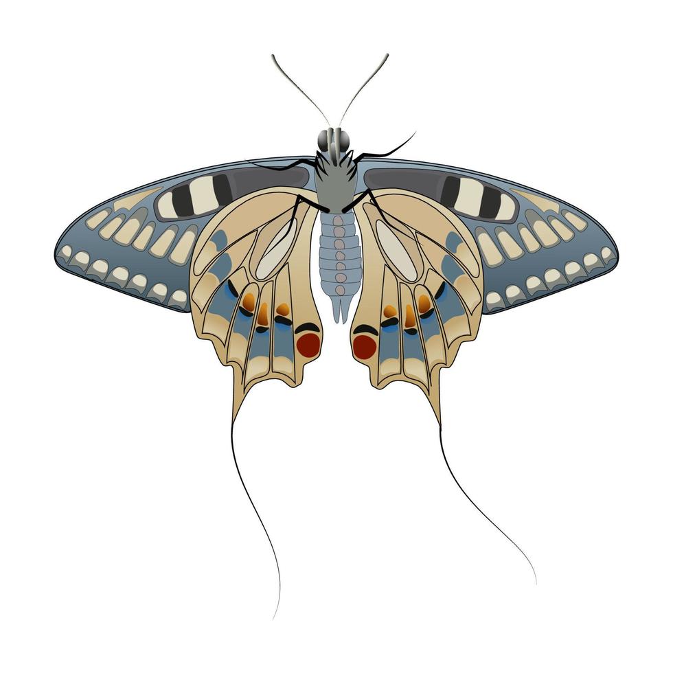 borboleta com caudas isoladas em um fundo branco. vista de baixo. grandes asas com um belo padrão e caudas finas nas costas. vetor eps10.