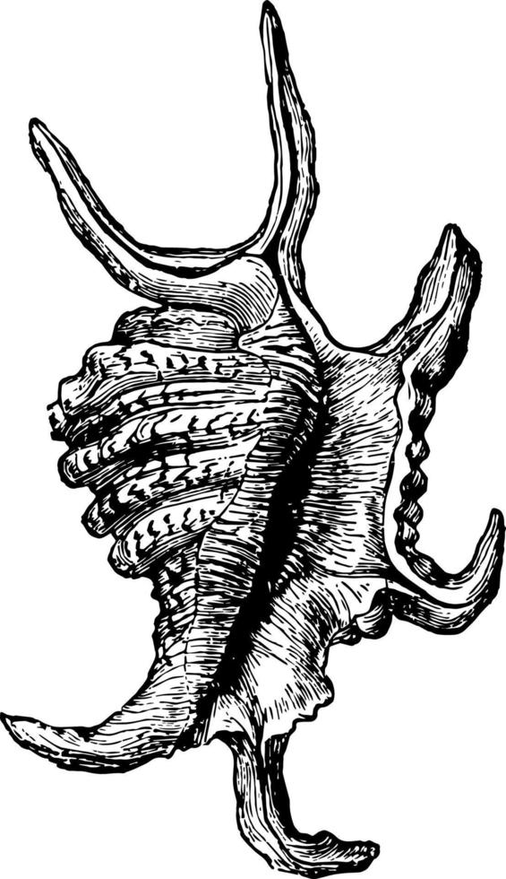 ilustração vintage de pteroceras chiragra. vetor