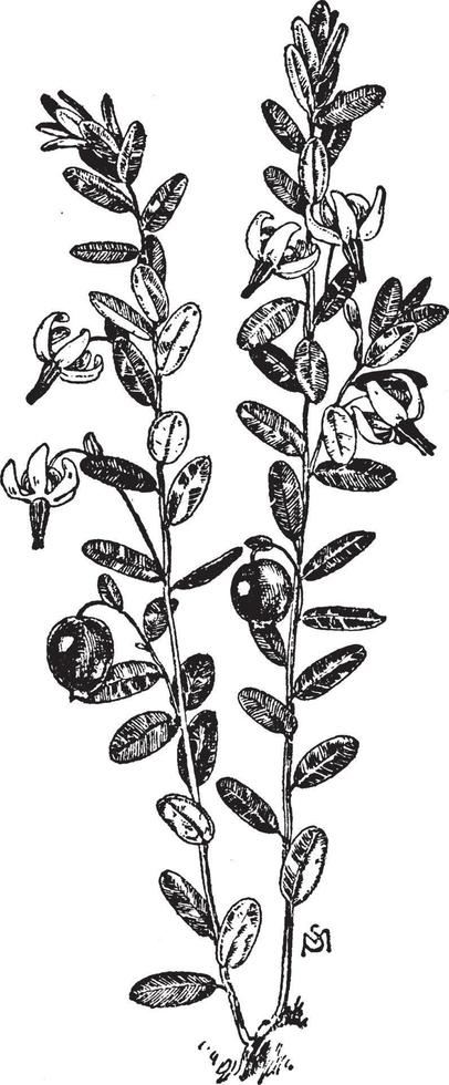 ilustração vintage de cranberry. vetor