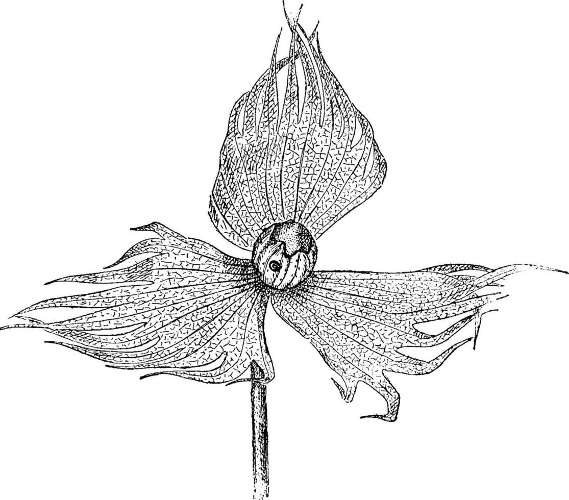 danos de insetos de algodão ou anthonomus grandis, ilustração vintage vetor