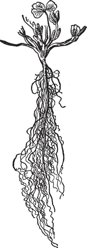 ilustração vintage do sistema de raiz de trevo. vetor