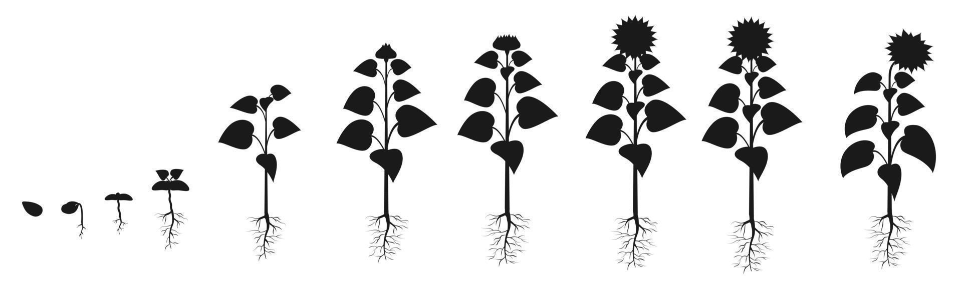 ciclo de vida do girassol na agricultura. silhueta de estágios de crescimento de plantas. infográfico de cultivo de sementes vetor