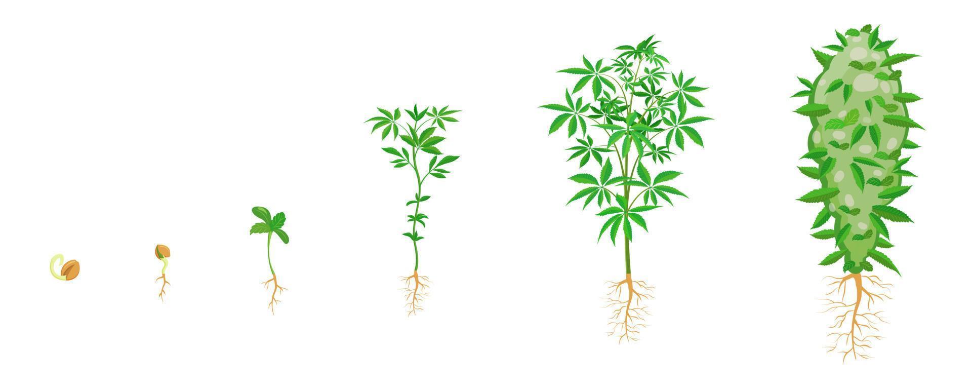 crescimento de cannabis em etapas. infográfico de brotação de maconha. semeadura e ciclo de crescimento da ganja vetor