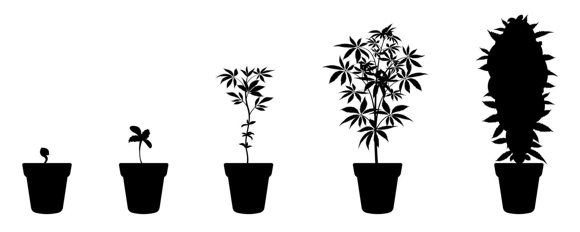 estágios de crescimento da cannabis. infográfico de cultivo de maconha. germinação de sementes de cânhamo vetor