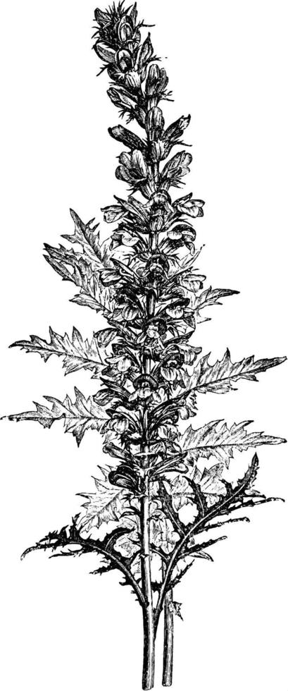 variedade de acanthus spinosus de ilustração vintage de culatra de urso. vetor