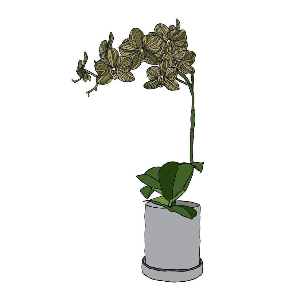 ilustração vetorial de flor de orquídea com estilo de desenho à mão vetor