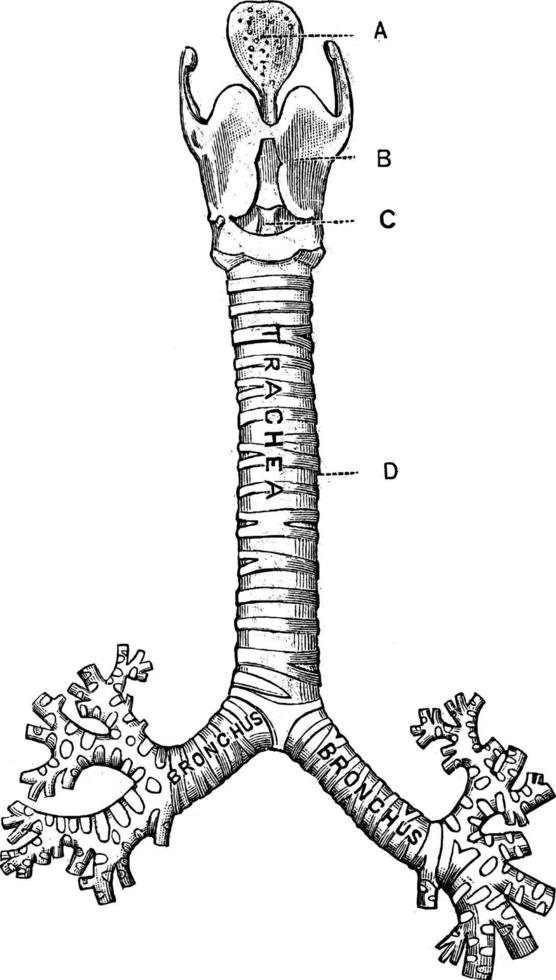 traqueia, ilustração vintage. vetor