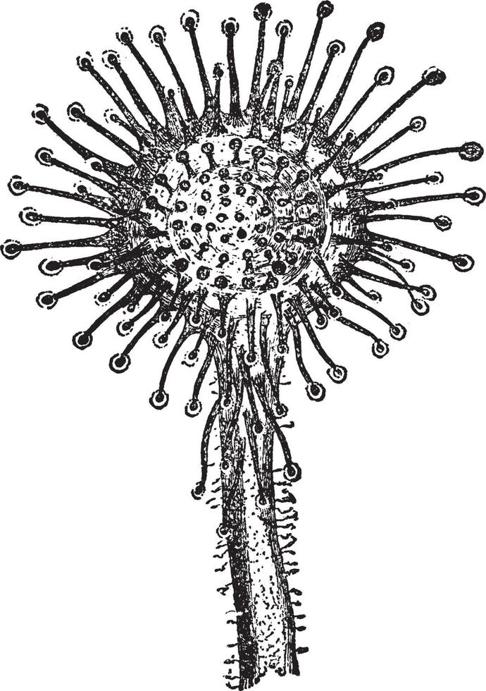 ilustração vintage sundew. vetor