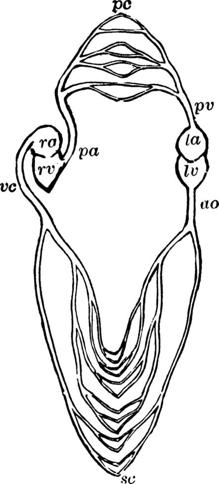 diagrama do sistema circulatório, ilustração vintage. vetor