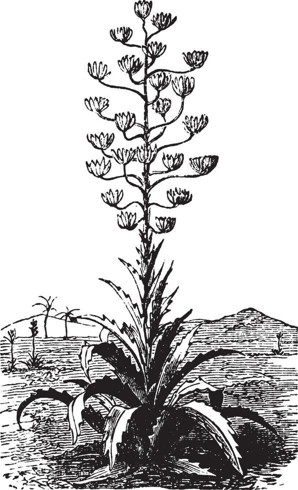 ilustração vintage de planta pita. vetor
